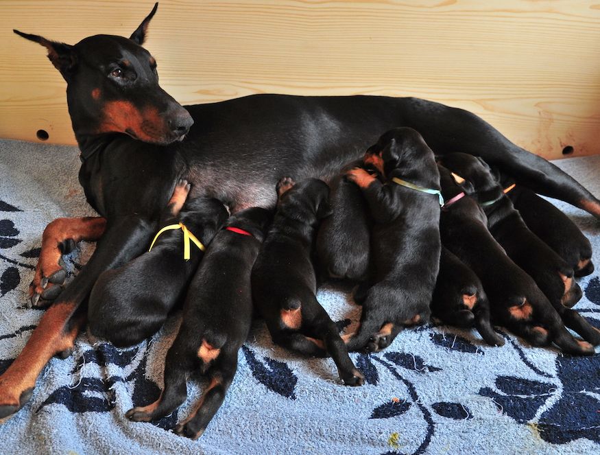 Nursed Back to Health